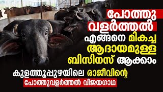 Buffalo farming in Kerala | പോത്തു വളർത്തൽ എങ്ങനെ മികച്ച ആദായമുള്ള ബിസിനസ്‌ ആക്കാം | Krishiyugom