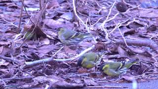 マヒワとツグミの採餌行動　 Eurasian Siskin  \u0026 Dusky Thrush forging behaviour