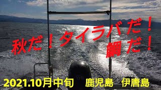 鹿児島 長島 伊唐島周辺にてタイラバで紅葉ダイを🍁    No.7