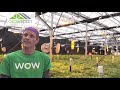 GrowSpan Light Dep Greenhouse – World of Weed