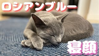 ロシアンブルーをお迎えすると、こんなかわいい寝顔が見られます【猫】子猫