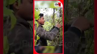 অবশেষে ধরা পড়ল জিনাতের আশিক রয়্যাল বেঙ্গল।