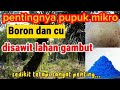 pemupukan boron dan cu dilahan gambut//sawit bibit abal abal umur 11 tahun @RantauTVSK