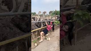 Clever Trick to Steal Ostrich Eggs #shortsvideo