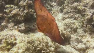 ナンヨウツバメウオの幼魚 Platax orbicularis (Forsskål, 1775)