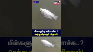 மீன்களுக்கு என்னாச்சு..? செத்து மிதக்கும் பரிதாபம்! | Fish Death | Tanjavur | N18S