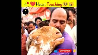 🥺வளர்த்தவரின் பிரிவை தாங்காமல்😭அழுத ஆடு|Facts Ulagam_Infact Tamil_Tamil Facts|#shorts#ytshorts