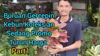 BURUAN GERCEPIN KEBUN PENUH KOLEKSIAN CANTIK2 SEDANG PROMO TURUN HARGA