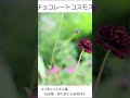 花図鑑 華のある動画はじめました 010 shorts