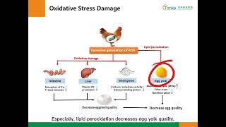 Optimizing Poultry Antioxidation Status with OTMs