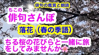 【俳句さんぽ・第60回】桜②（改）春の季語○昨年の分を増量！ちる桜の花びらと一緒に旅をしてみませんか🌸#俳句#俳句鑑賞#俳句朗読