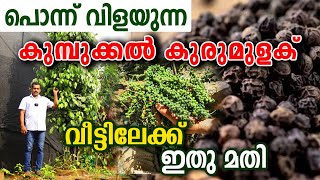 പൊന്ന് വിളയുന്ന കുമ്പുക്കൽ കുരുമുളക് തൈകൾ | വീട്ടാവശ്യത്തിന് ഇത് മതി