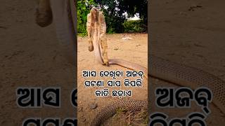 ଆସ ଦେଖିବା ଅଜବ୍ ଘଟଣା ସାପ କିପରି କାତି ଛଡ଼ାଏ#snake