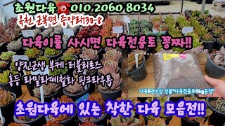 초원다육에 착한다육 모음☆만원이하다육☆다육구매시 굼뱅이분변토썩인 다육전용토 꽁짜!! 화분모드으로 싸게드려요