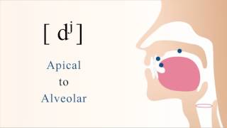 [ dʲ ] voiced unaspirated palatalized apical alveolar stop