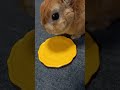 【うさぎカフェ】ふやかしたパパイヤをあげましょう　 shorts うさぎカフェ うさぎ bunny