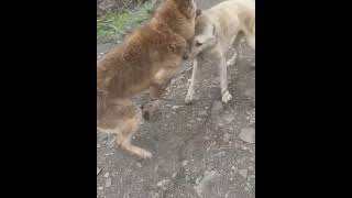 بهترین سگ جنگی # وطنی # مردانه  جنگ #The Best dog Fight