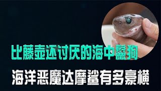 袭击美国潜艇，生啃大白鲨和虎鲸，海洋小恶魔达摩鲨有多豪横？