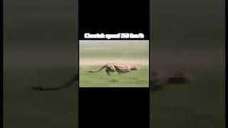 cheetah vs peregrine falcon |speed fight #trending #cheetah #peregrinefalcon #speed #viral #animals