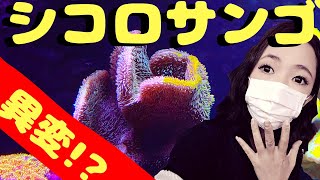 シコロサンゴに謎の黒い影⁉️水中カメラで確認‼️my marine aquarium MOAMOAちゃんねる