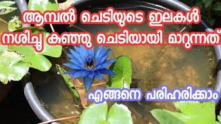 ആമ്പൽ ചെടി നശിച്ചുപോകാതെ എങ്ങനെ സംരക്ഷിക്കാം / ആമ്പൽ പരിപാലനം / ആമ്പൽ തൈകൾ വേണോ