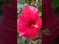 hibiscus plant