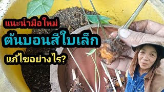 แนะนำมือใหม่ ต้นบอนสีใบเล็ก แก้ไขอย่างไร?#ไม้มงคล #ราชินีไม้ใบ