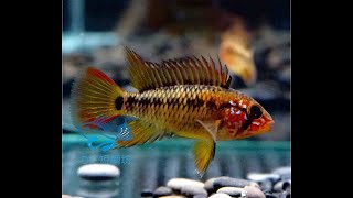 10/11【DC短鯛坊】B血紅維吉塔短鯛 No.K2【DwarfCichlid】