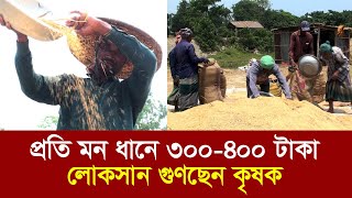 হবিগঞ্জে প্রতি মন ধানে ৩০০-৪০০ টাকা লোকসান গুণছেন কৃষক । Dinrat News । Habiganj । Rice Prize