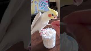 綿棒でオカメインコのわきこちょこちょしてみた🎵