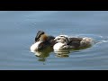 great crested grebe chick pestering parent