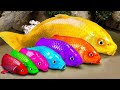 Stop Motion Cooking ASMR Colorful Koi Fish Cow, ikan & Big Frog 다채로운 잉어물고기 | 거대한 개구리 - 무지개 메기/ 스톱 모션