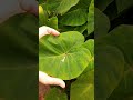 water repellent colocasia leaf shorts