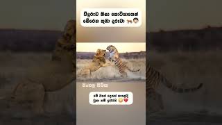 වීදුරුව නිසා මේ ළමයා කොටියාගෙන් බේරෙනවා 😳💔