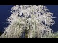 【京都】夜桜を見に東寺を徘徊する