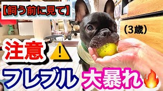 【飼い主目線】フレブルは意外と暴れん坊なんです［フレンチブルドッグと暮らすアラサー家族の日常］