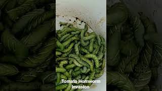 Tomato Hornworm Invasion #Shorts