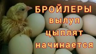 Вылуп цыплят бройлеров. Суточные цыплята.