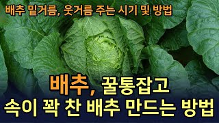 배추 결구가 형성되는 원인과 방법.