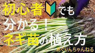 【ネギの育て方】苗の植え方 　植え溝の切り方から肥料のやり方まで徹底解説【有機農家直伝！無農薬で育てる家庭菜園】