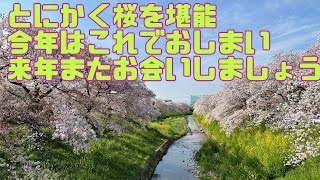 ロードバイクでお花見。とにかくたくさんの桜を動画で保存したい。自転車で奈良市御嶽山大和本宮へ。今年はこれでおしまい。来年またお会いしましょう。ツーリング、ポタリング、ゆるポタ