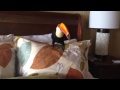 Toucan on the Bed