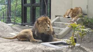 茶臼山動物園の仲良しライオン夫婦・臼三とつむぎ 2023年5月13日  Vol.2