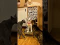 funnyanimals foryou funnyshorts memes funnycats ll