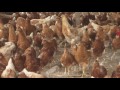 Galpón económico para gallinas | La Finca de Hoy