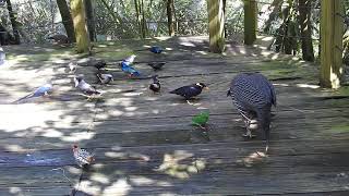 新竹 綠世界生態農場 鳥類生態公園