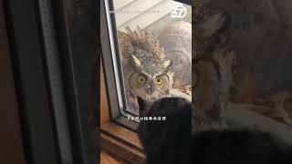 猴面鹰的孩子？ #野生动物零距离 #搞笑