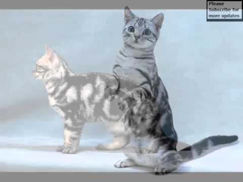 American Shorthair Black And White | Set Of Cat Picture Collection American Shorthair Black And White | Set Of Cat Picture Collection