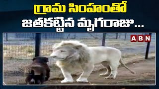 ఎదురెదురుగా నిలబడిన తెల్ల సింహం, కుక్క | ABN Telugu