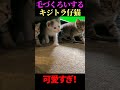 毛づくろいする仔猫が可愛い shorts